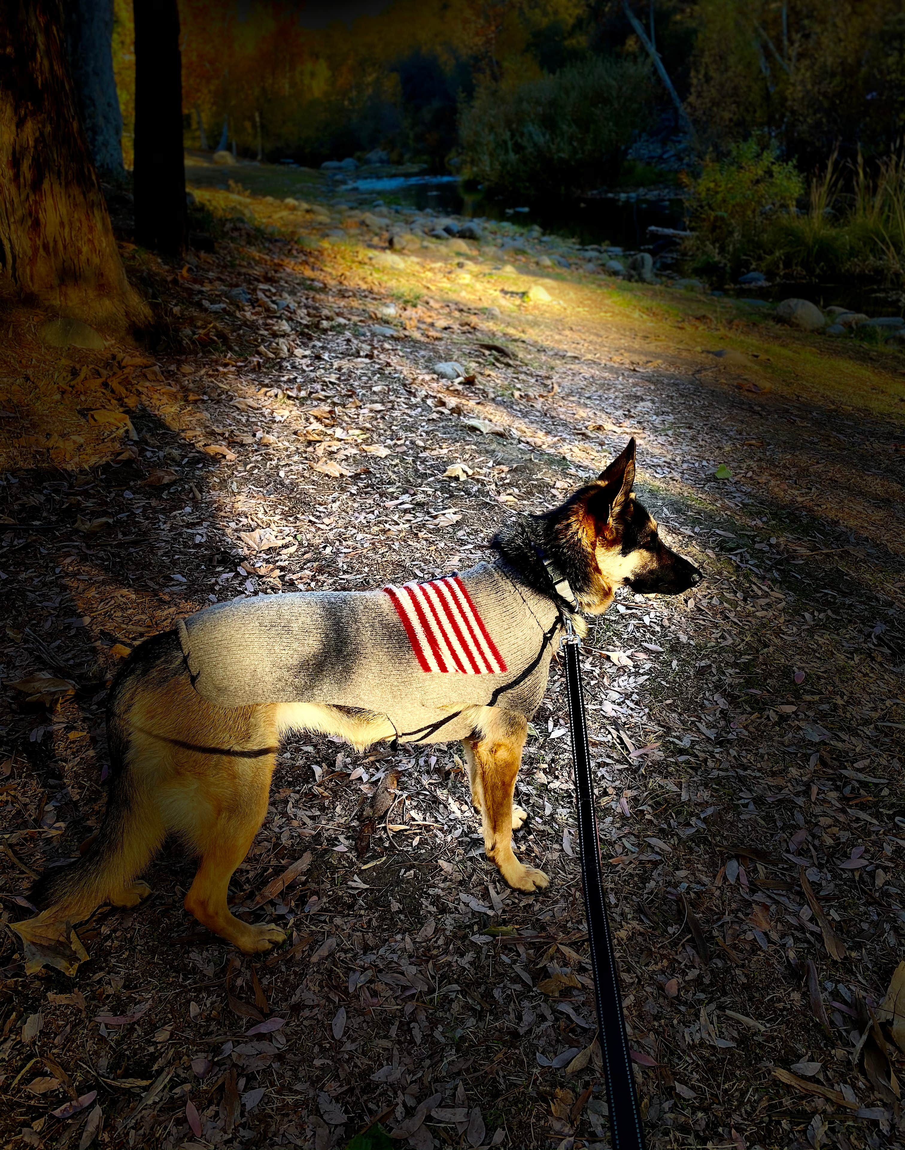 Debbie M.'s photo of camping with pets at Sequoia RV Ranch near Sequoia and Kings Canyon National Parks