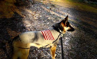 Debbie M.'s photo of camping with pets at Sequoia RV Ranch near Sequoia and Kings Canyon National Parks