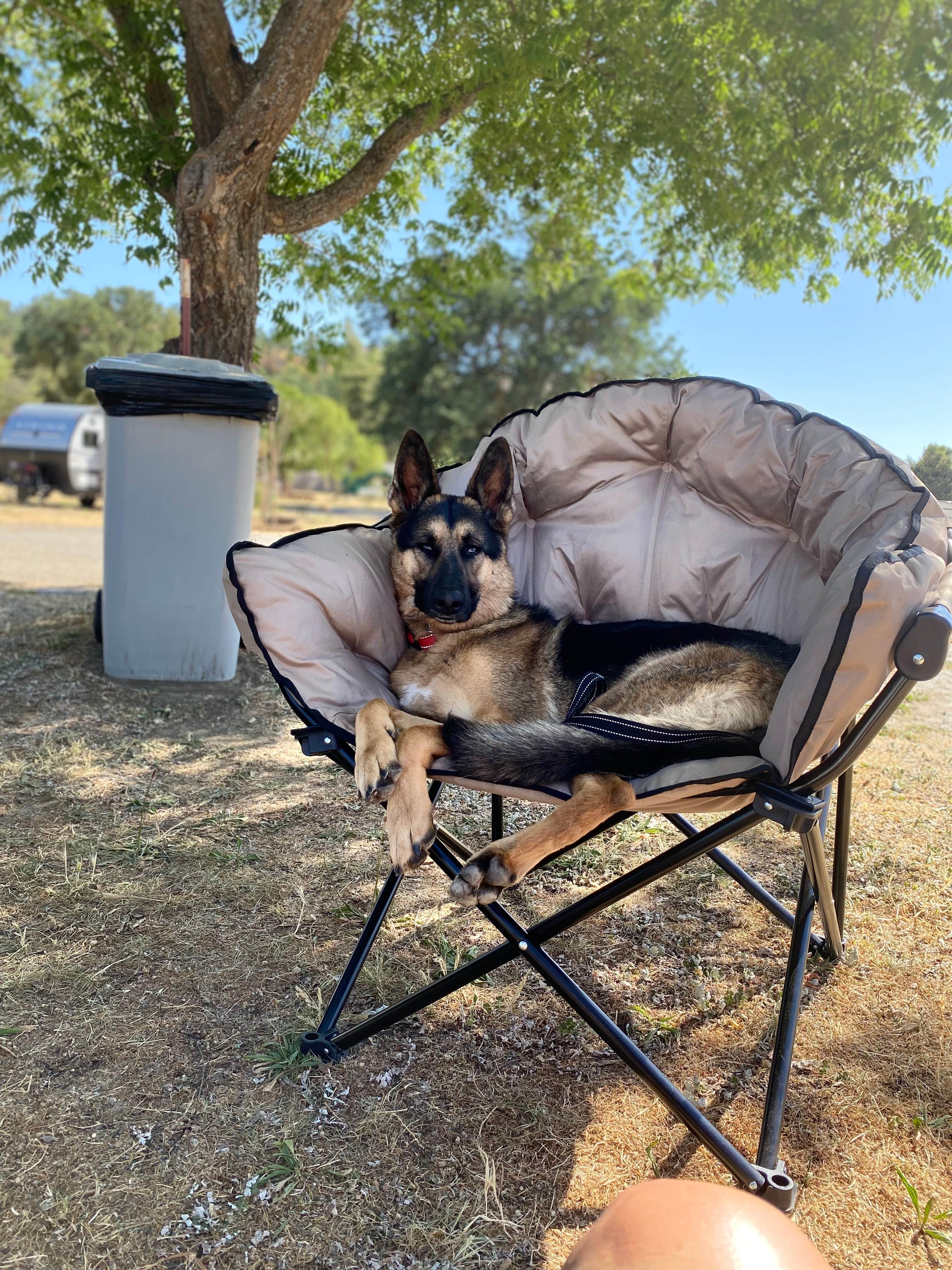 Debbie M.'s photo of camping with pets at Sequoia RV Park near Fresno, CA
