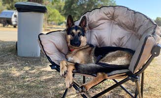 Debbie M.'s photo of camping with pets at Sequoia RV Park near Dunlap, CA
