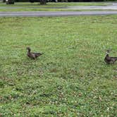 Review photo of Old Orchard Campground — Beech Fork State Park by Andrea R., June 13, 2021