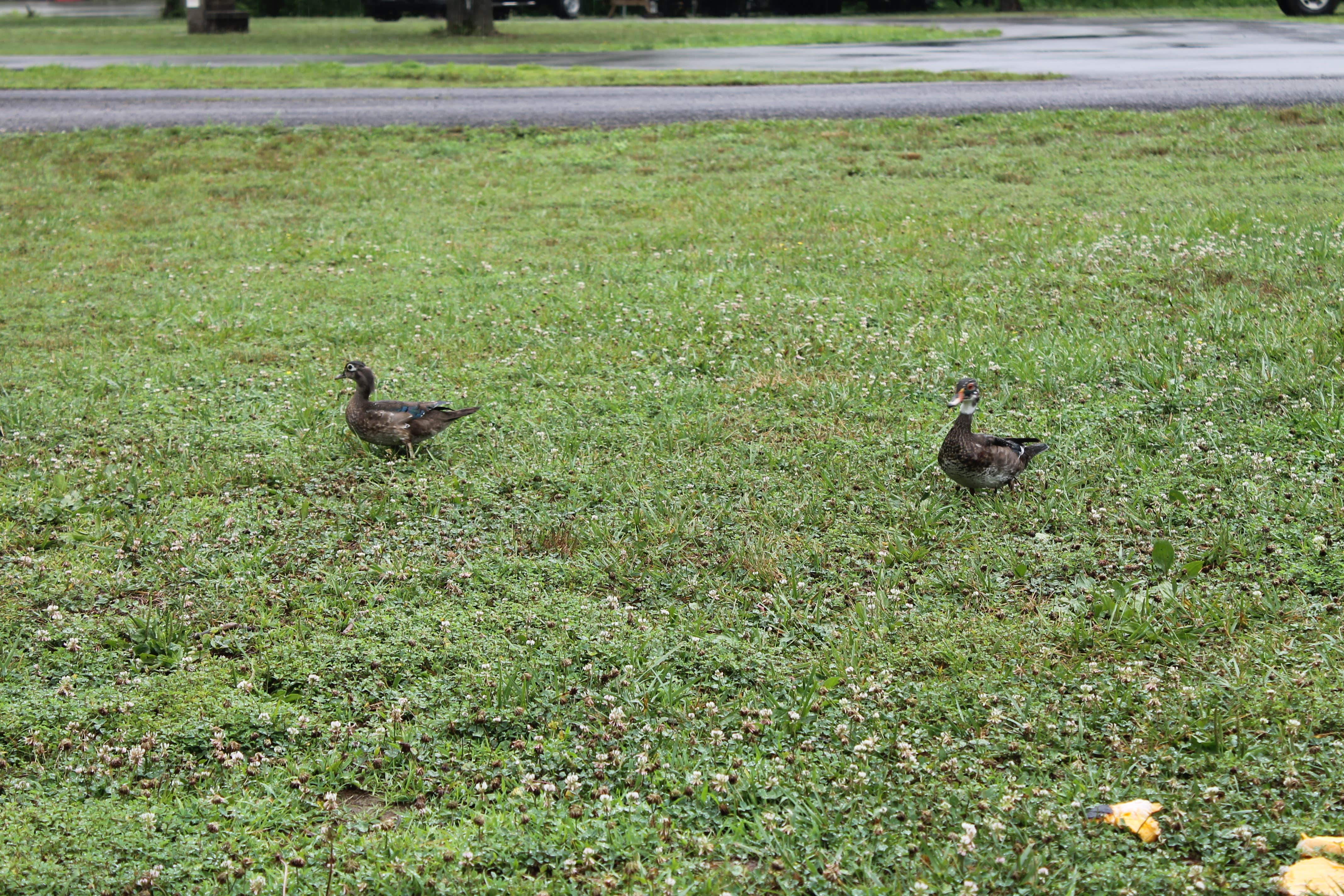 Camper submitted image from Old Orchard Campground — Beech Fork State Park - 2