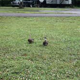 Review photo of Old Orchard Campground — Beech Fork State Park by Andrea R., June 13, 2021