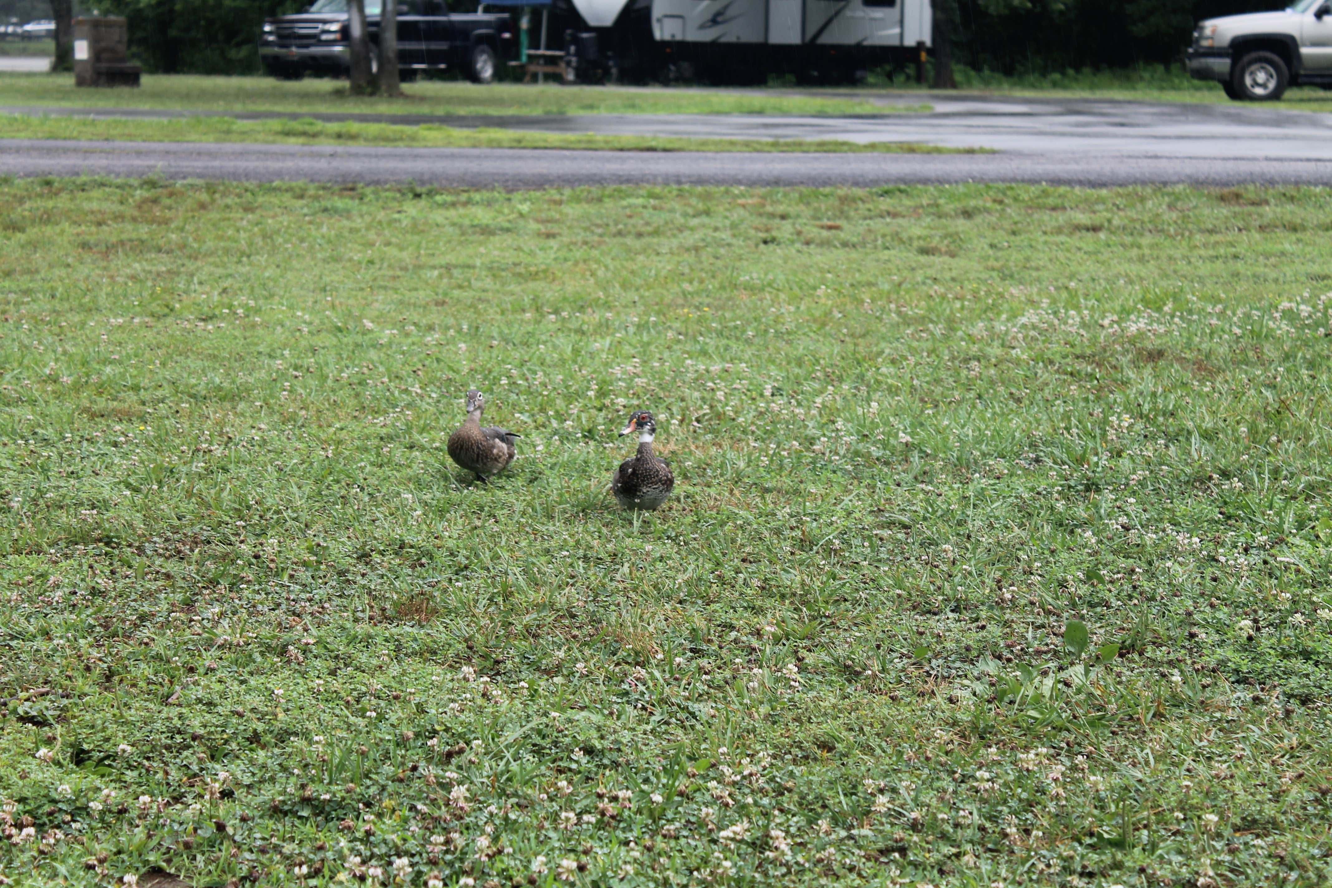 Camper submitted image from Old Orchard Campground — Beech Fork State Park - 3