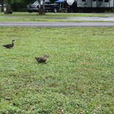 Review photo of Old Orchard Campground — Beech Fork State Park by Andrea R., June 13, 2021