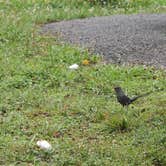 Review photo of Old Orchard Campground — Beech Fork State Park by Andrea R., June 13, 2021