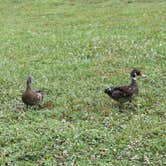 Review photo of Old Orchard Campground — Beech Fork State Park by Andrea R., June 13, 2021