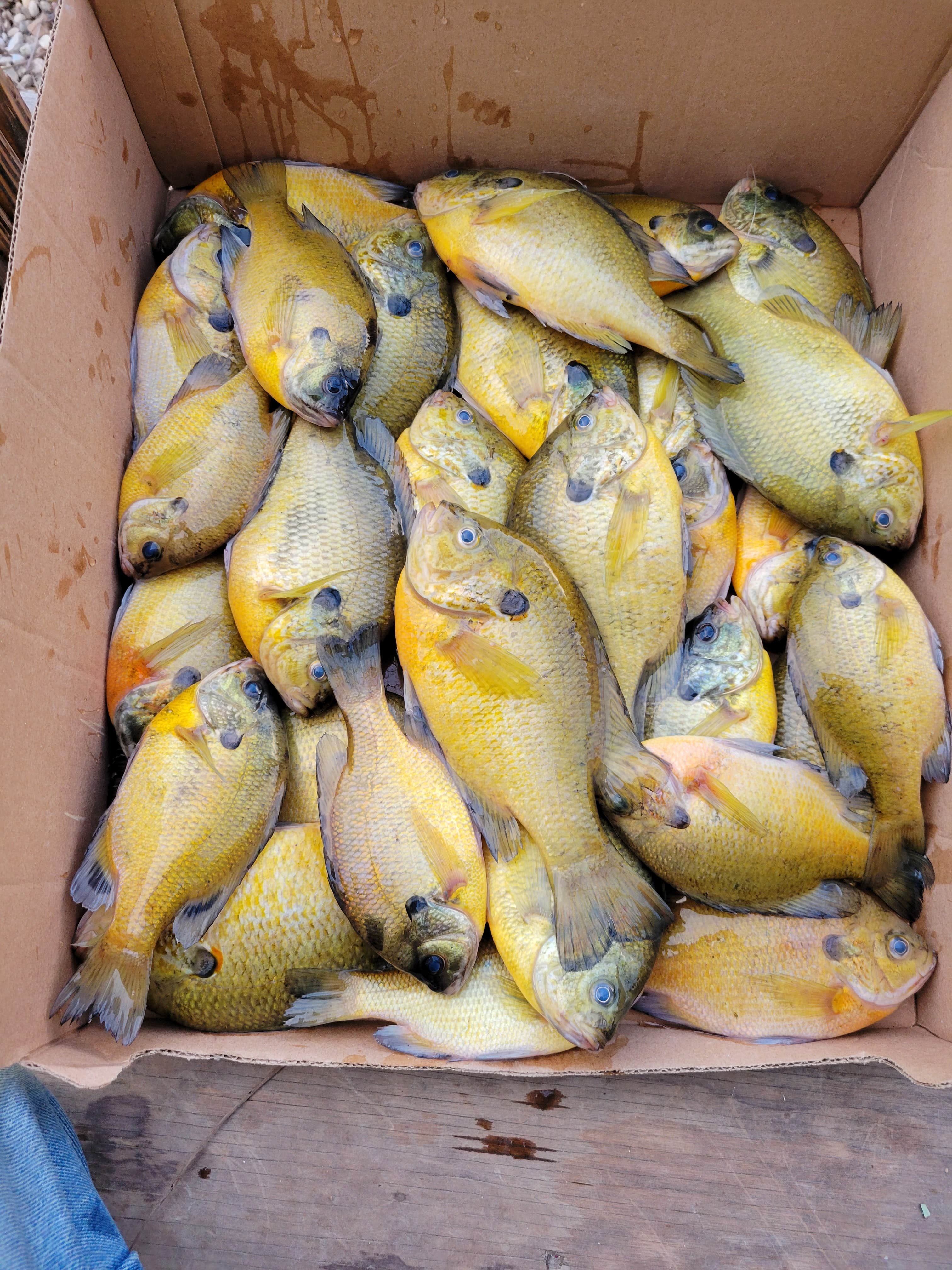 Camper-submitted photo at Willow Slough Fish & Wildlife Area near Mount Ayr, IN