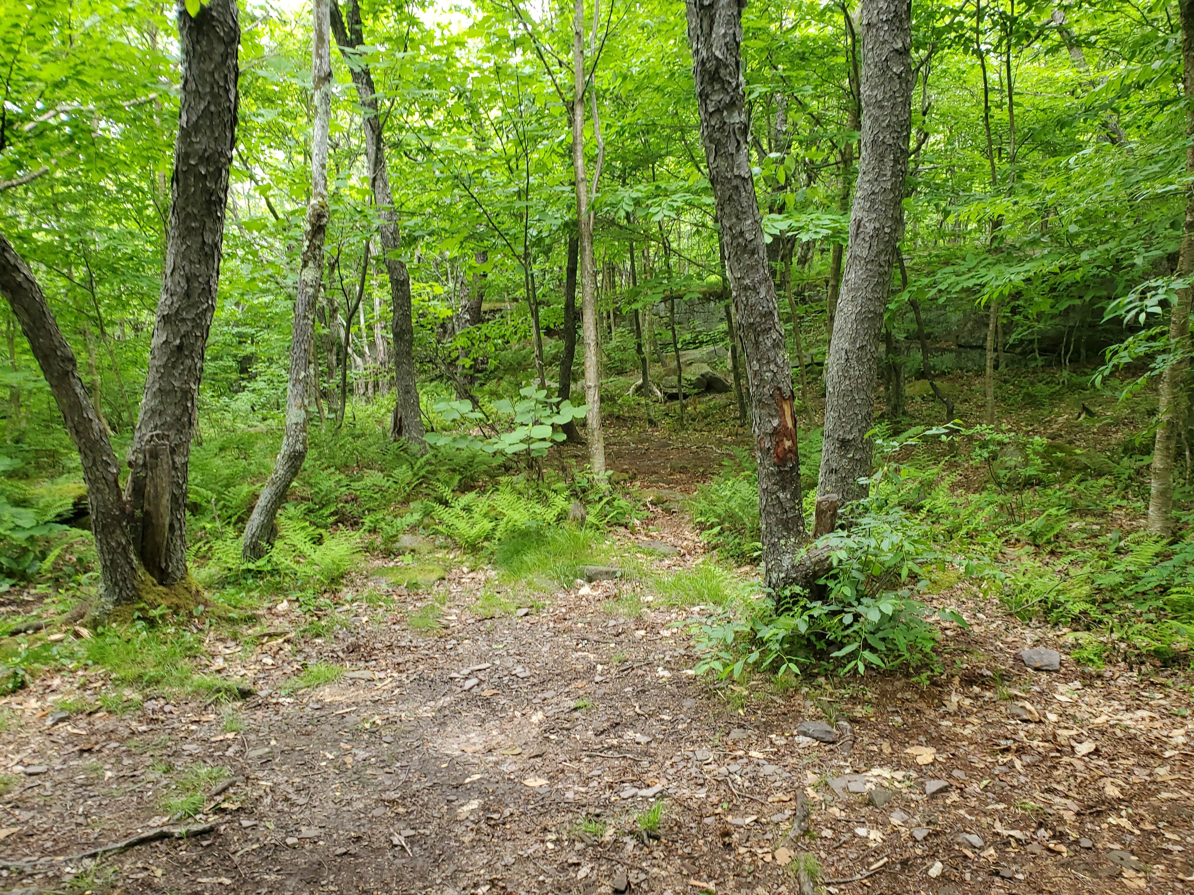 Camper submitted image from Giant Ledge Primitive Camp - 5