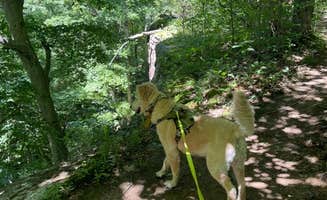 Marta S.'s photo of camping with pets at Jackson Falls near Herod, IL