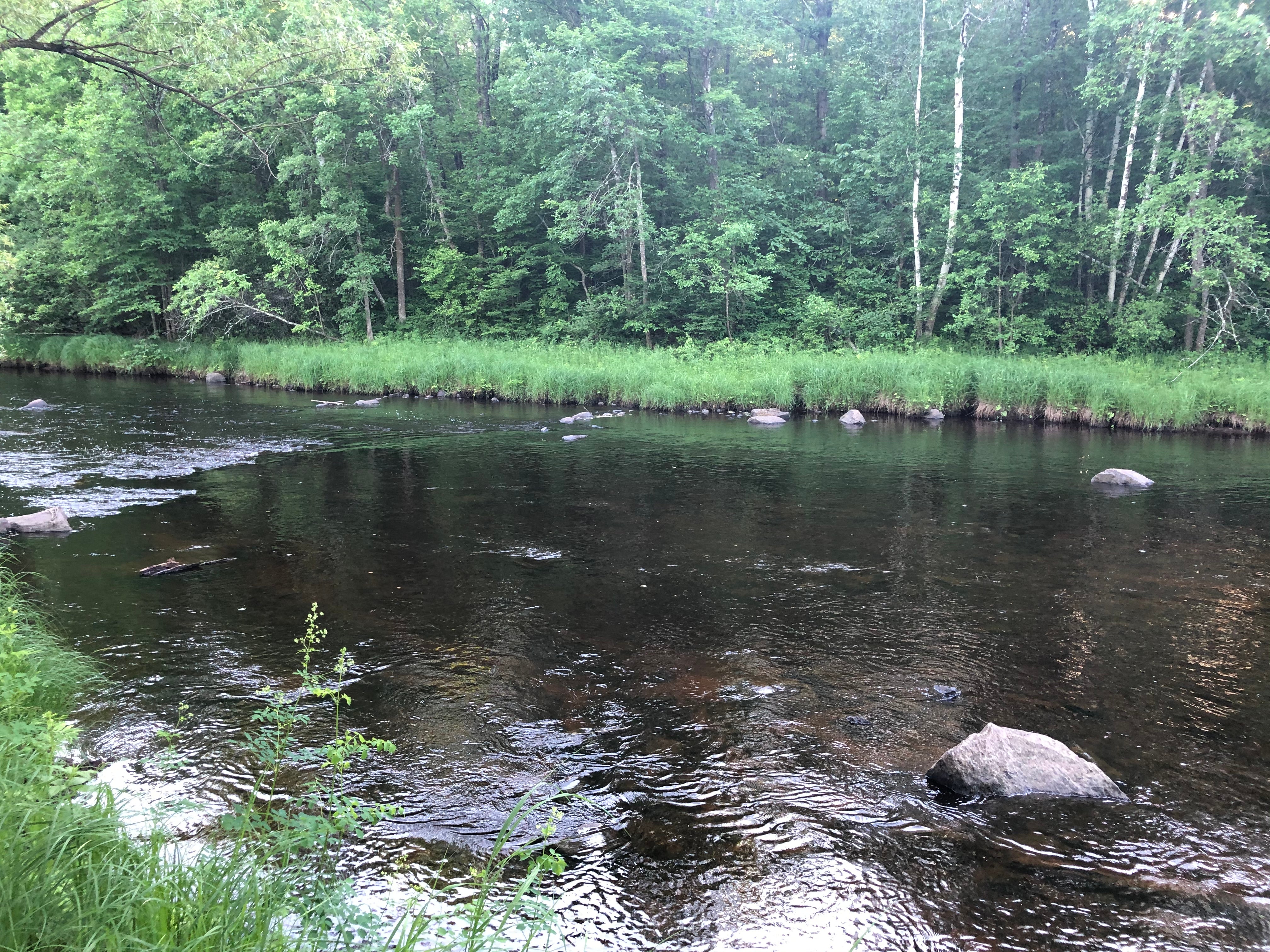 Camper submitted image from Thornapple River Campground - 1