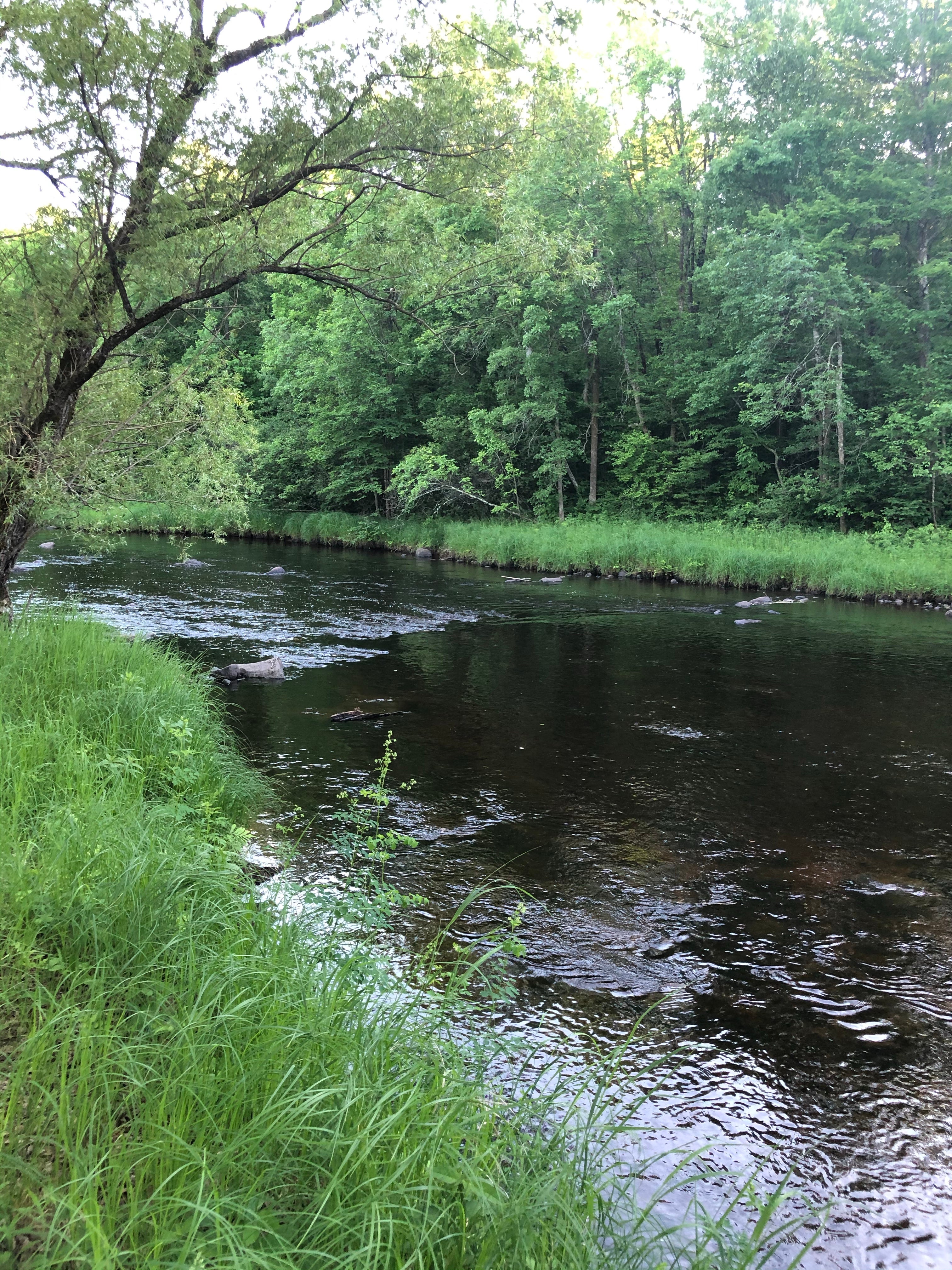 Camper submitted image from Thornapple River Campground - 3