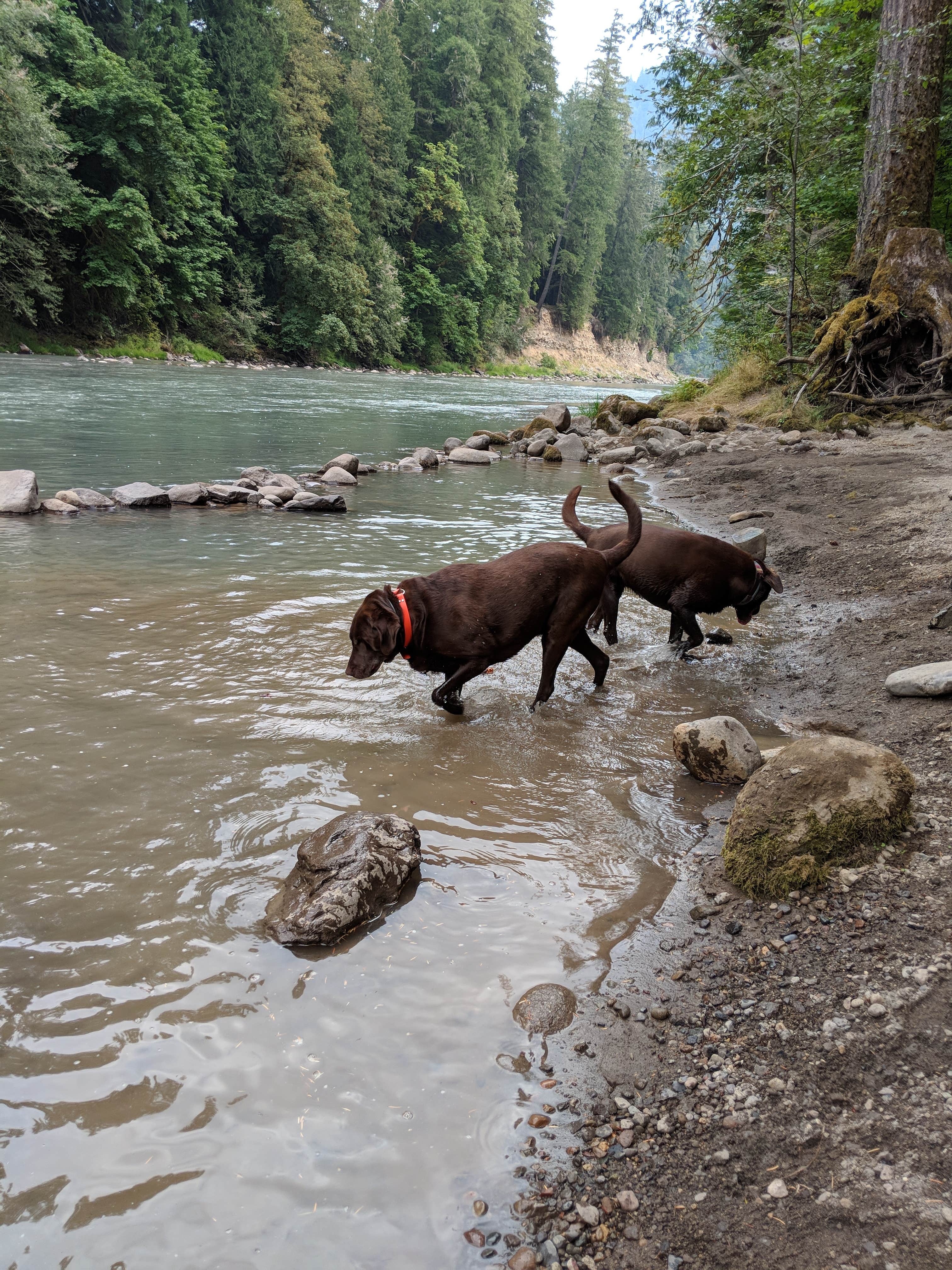 Stephanie C.'s photo of camping with pets at Bogachiel State Park Campground near La Push, WA