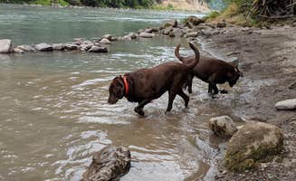 Stephanie C.'s photo of camping with pets at Bogachiel State Park Campground near La Push, WA