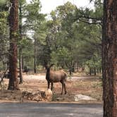 Review photo of Mather Campground — Grand Canyon National Park by Andrea M., June 9, 2018