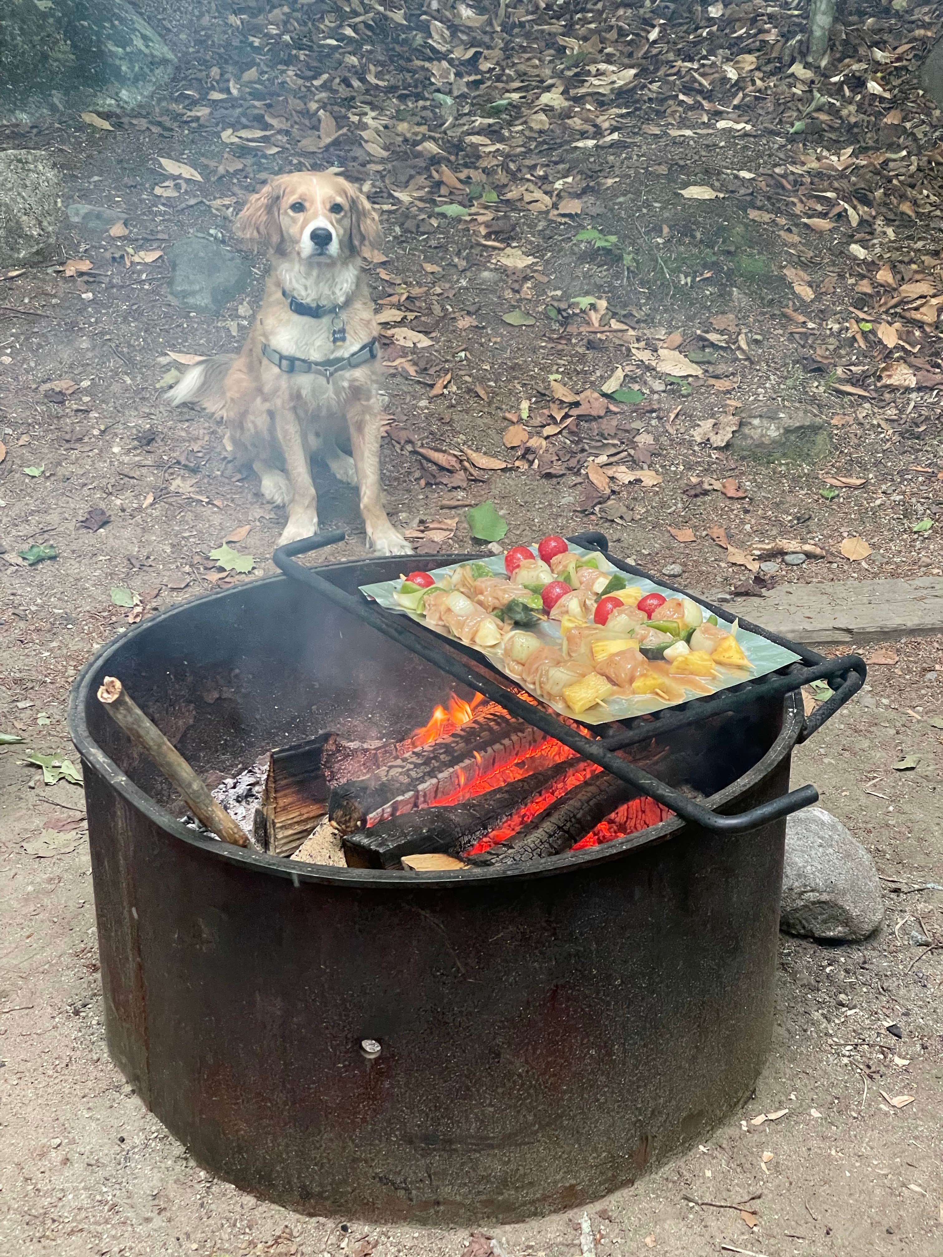 Jess S.'s photo of camping with pets at Russell Pond Campground near Lincoln, NH