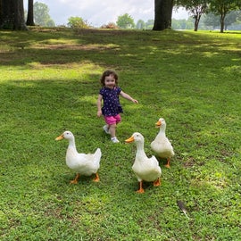 ducks are really tame and let my daughter chase them