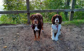 Corey O.'s photo of camping with pets at Carney Lake State Forest Campground near Crystal Falls, MI