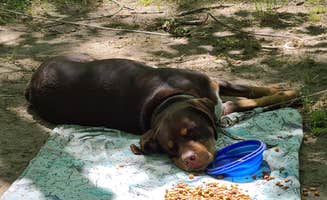 Corey O.'s photo of camping with pets at Jewell Lake Campground near Glennie, MI