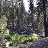 Review photo of Lodgepole Campground — Sequoia National Park by Susan V., June 14, 2021