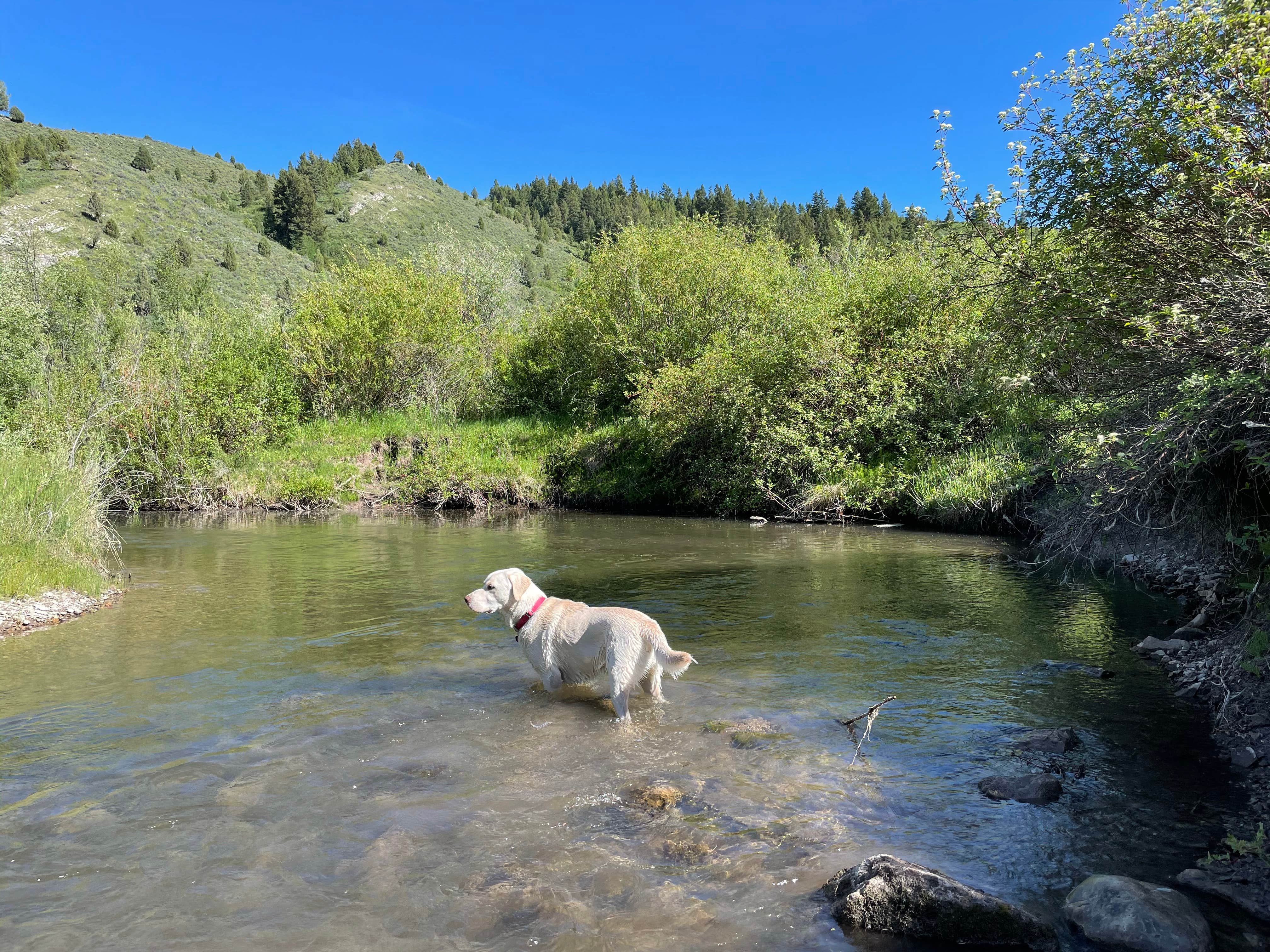 Jessica's photo of camping with pets at Fall Creek dispersed near Idaho Falls, ID