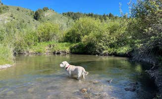 Jessica's photo of camping with pets at Fall Creek dispersed near Idaho Falls, ID