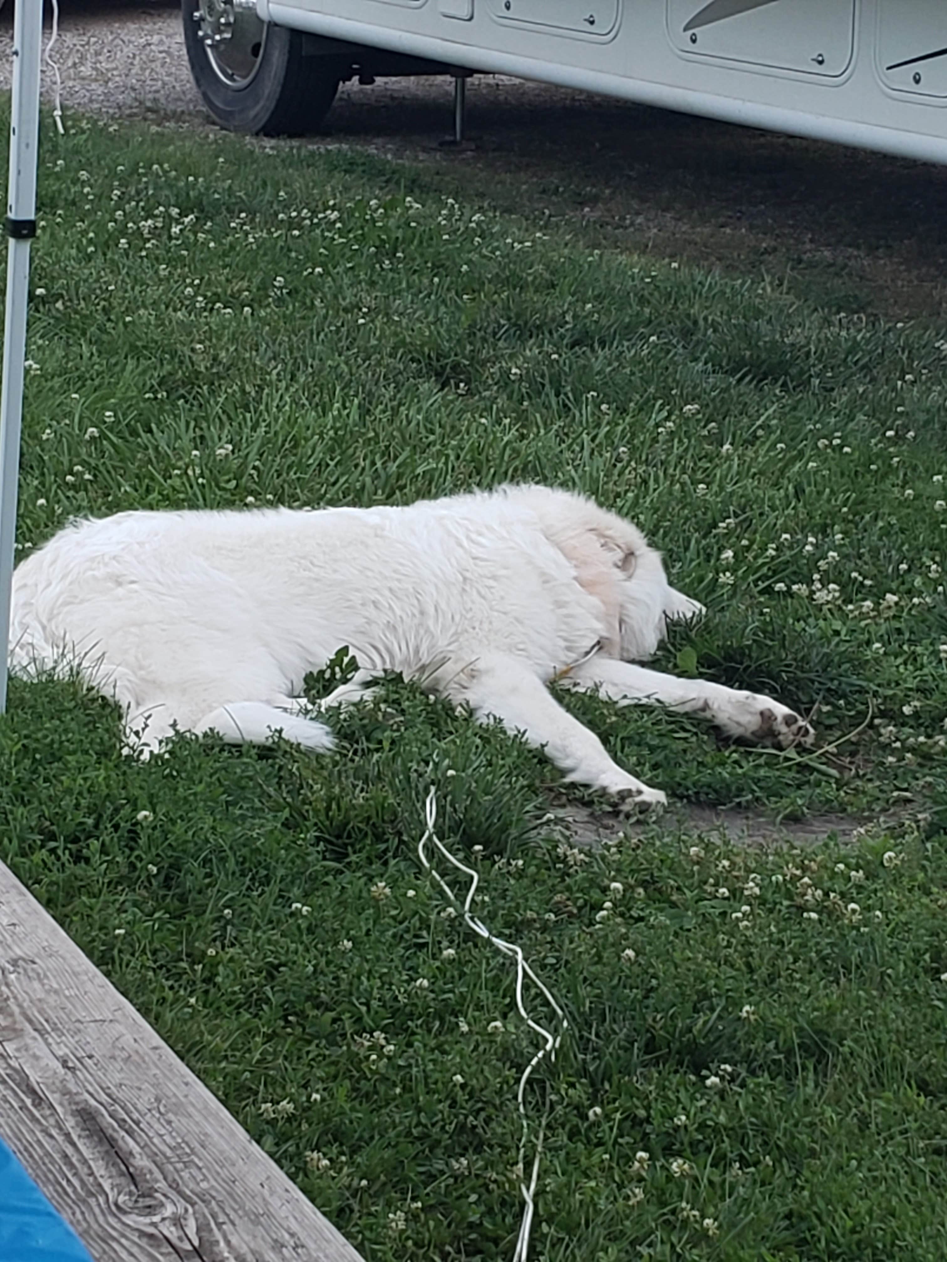 Jessica's photo of camping with pets at Hitchcock County Nature Center in Iowa