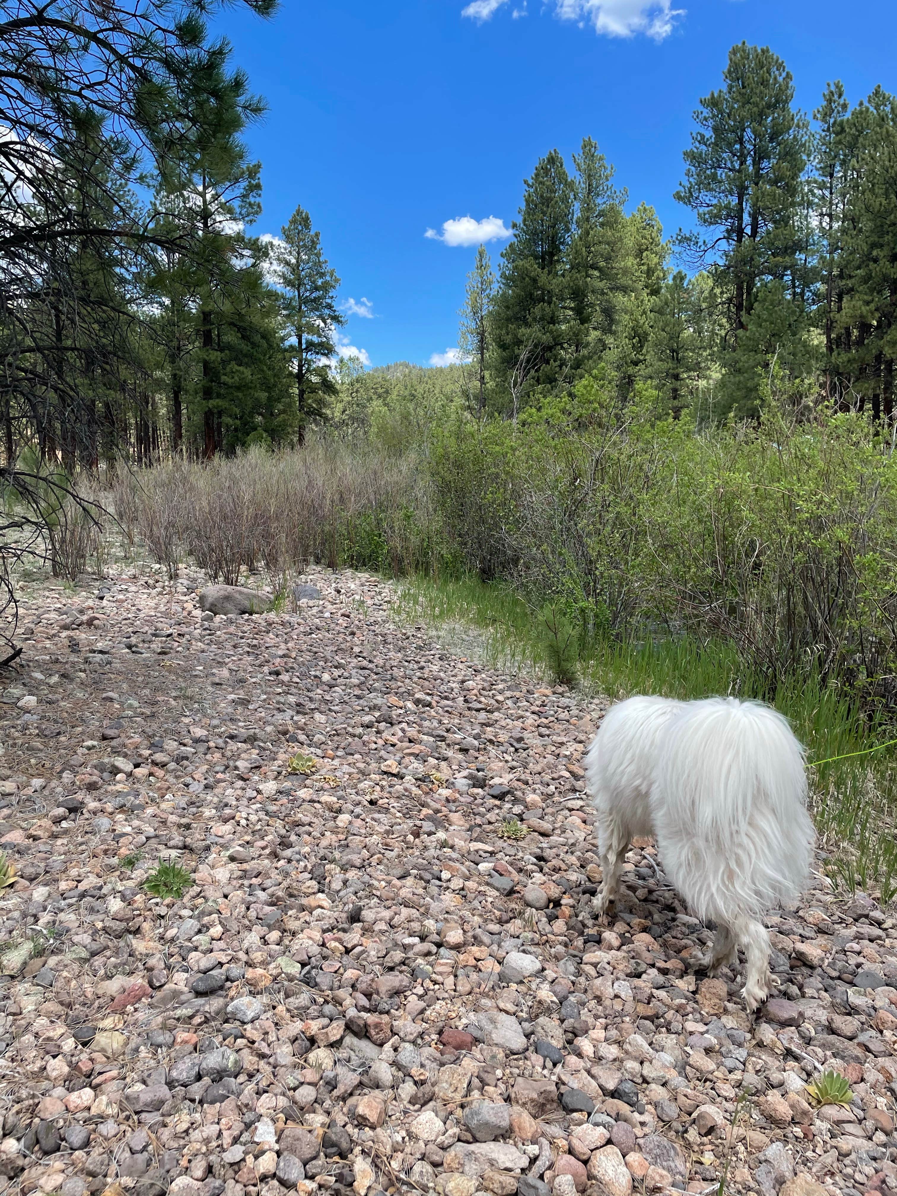 Katriza L.'s photo of camping with pets at San Antonio Campground near Jemez Springs, NM