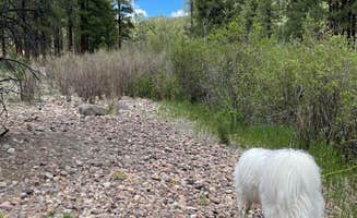 Katriza L.'s photo of camping with pets at San Antonio Campground near Cuba, NM