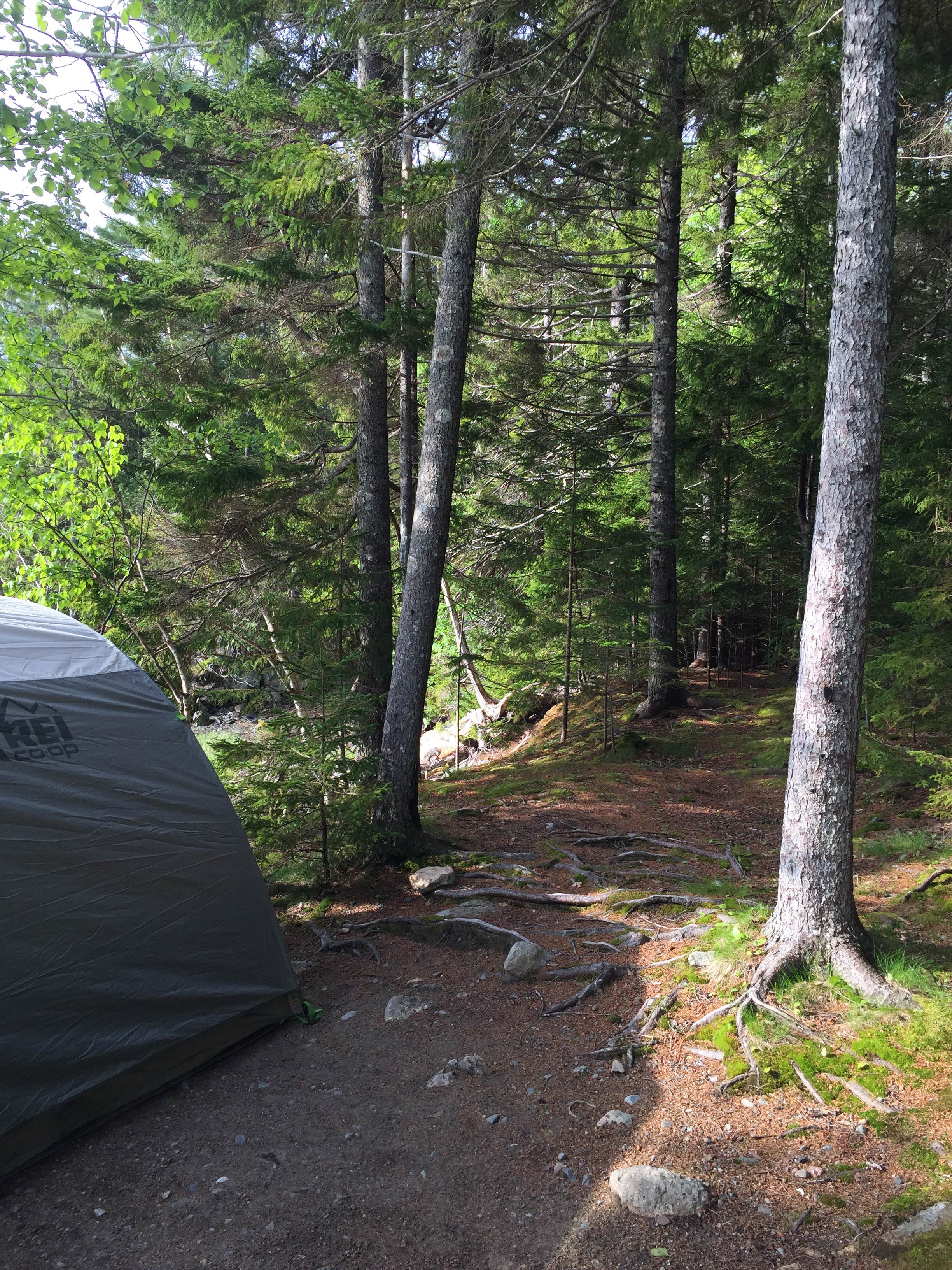 Camper submitted image from Cobscook Bay State Park - 5