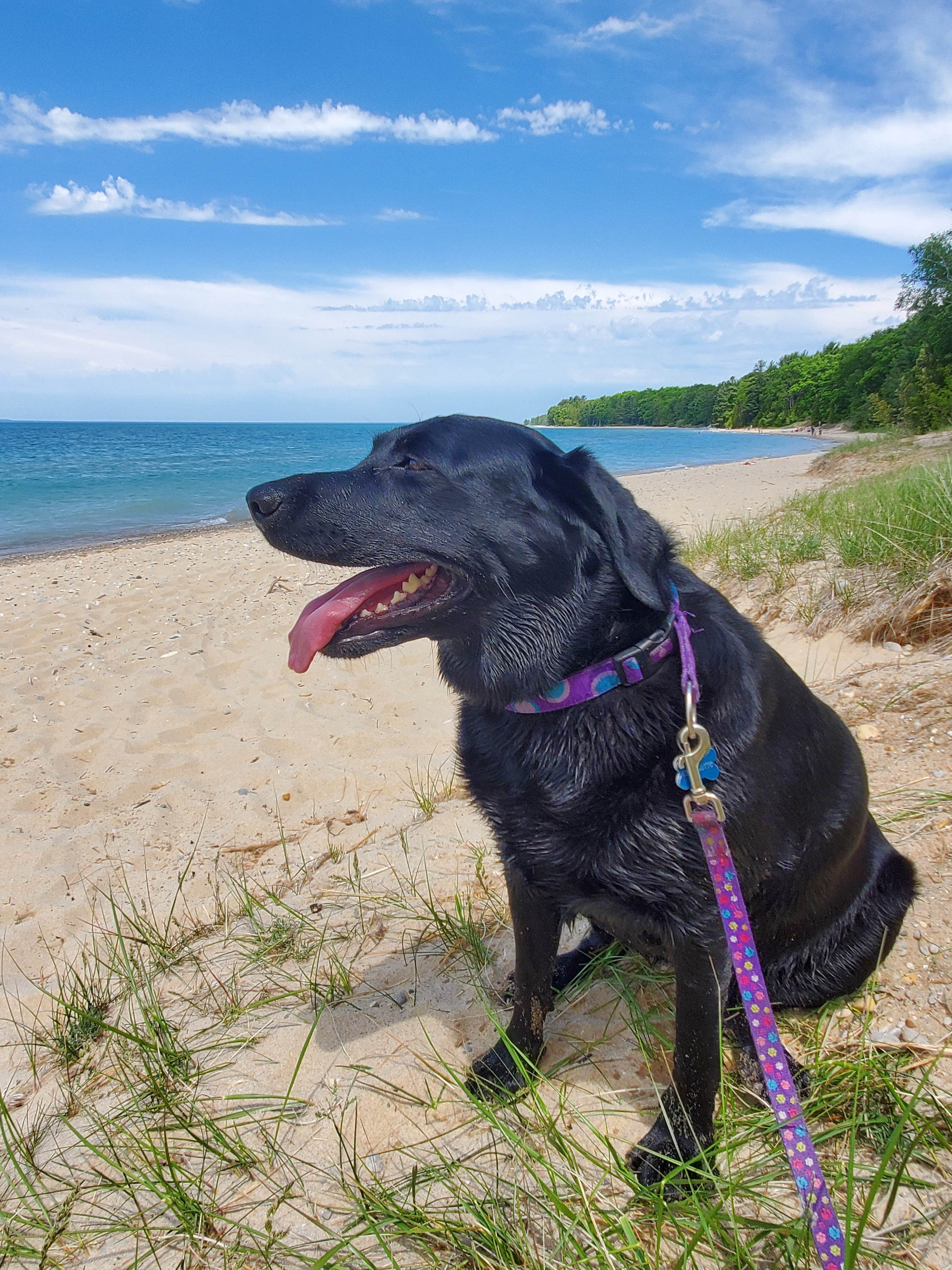 April S.'s photo of camping with pets at Barnes County Park Campground near Petoskey, MI
