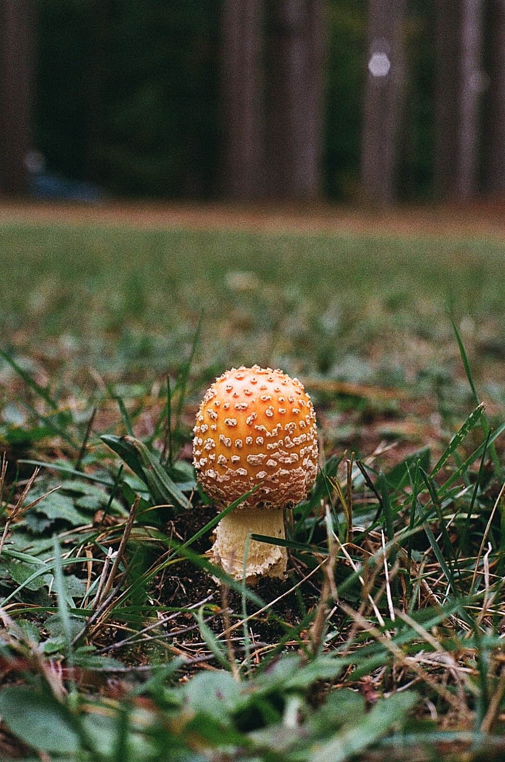 Camper-submitted photo at Healy Lake State Forest Campground near Kingsley, MI