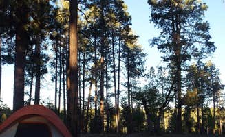 Shannon D.'s photo at Bear Canyon Lake and Camping Area near Kohls Ranch, AZ