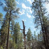 Review photo of Upper Tonto Creek — Tonto National Forest by Shannon D., June 9, 2018