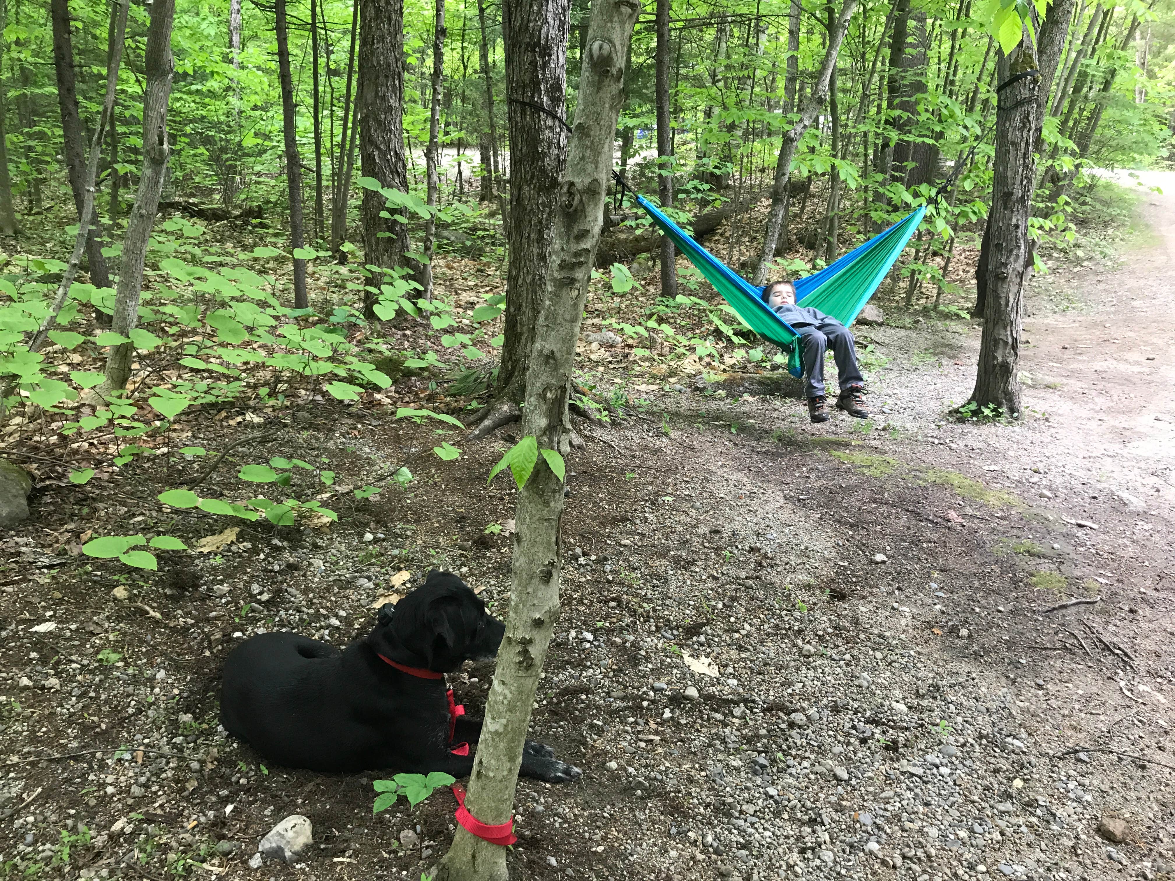 Monica S.'s photo of camping with pets at Hancock Campground near Lincoln, NH