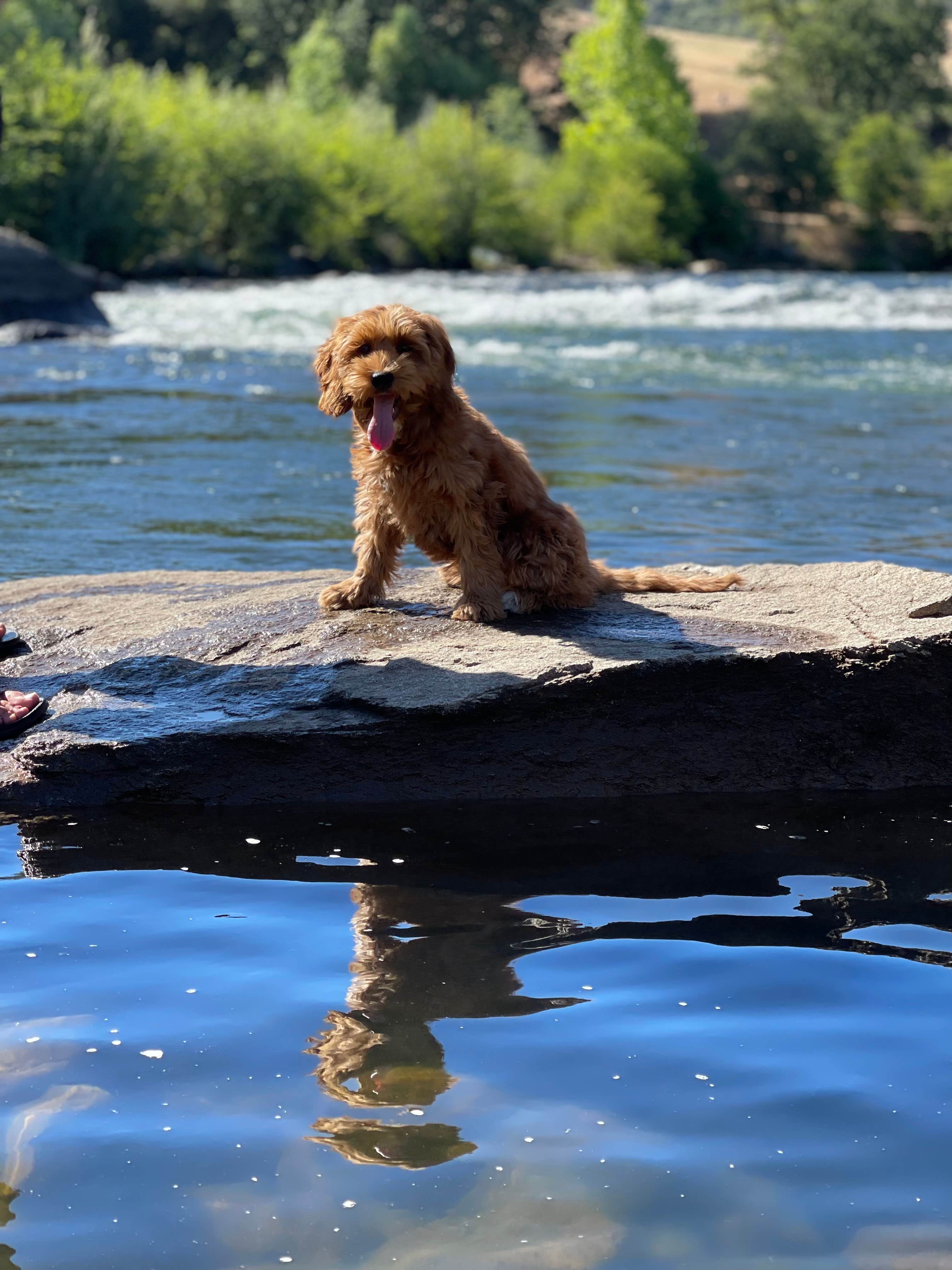 Angela C.'s photo of camping with pets at Thousand Trails Ponderosa near Foresthill, CA
