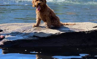 Angela C.'s photo of camping with pets at Thousand Trails Ponderosa near Colfax, CA