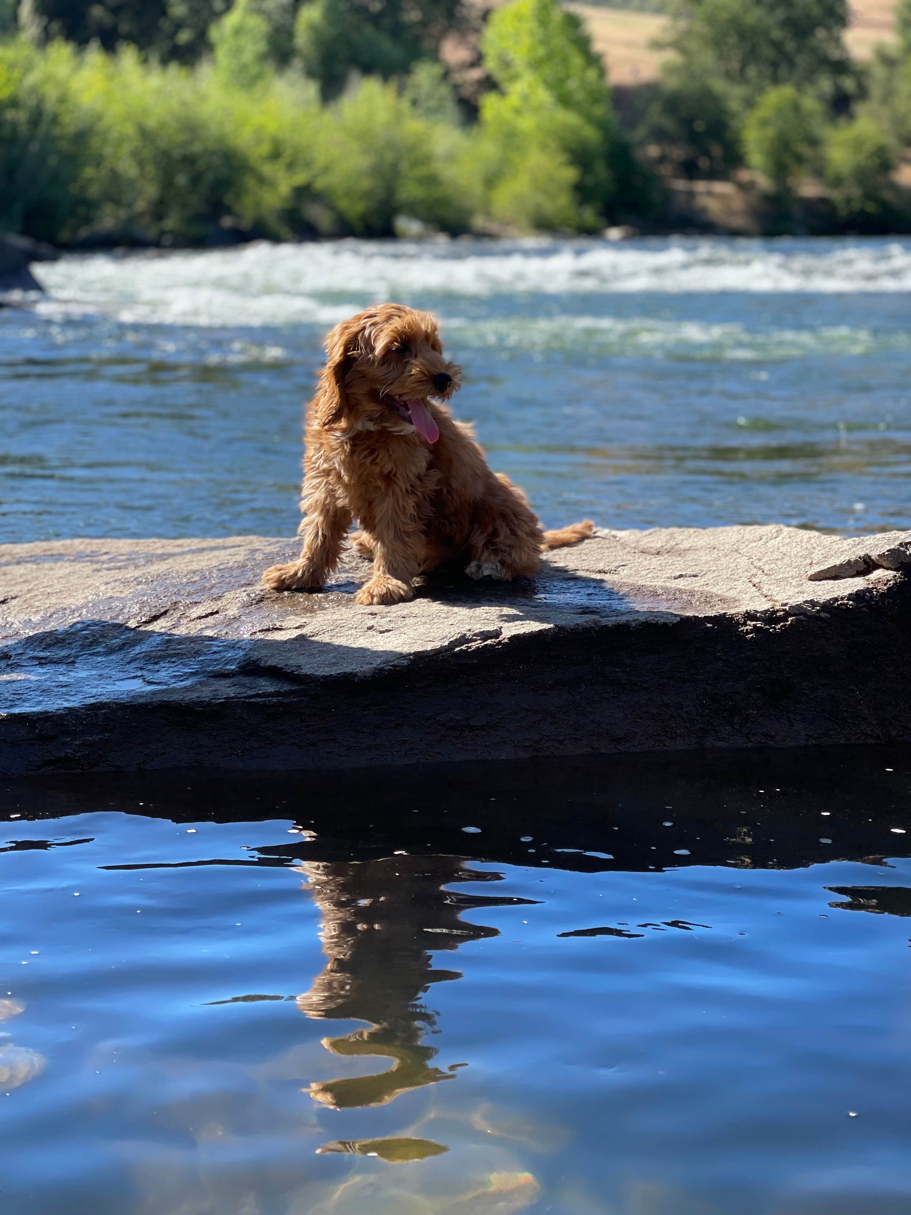 Angela C.'s photo of camping with pets at Thousand Trails Ponderosa near Colfax, CA