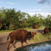 Review photo of Caprock Canyons State Park -  Honey Flat by Matt S., November 19, 2020