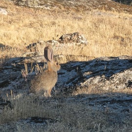 morning and evening hare
