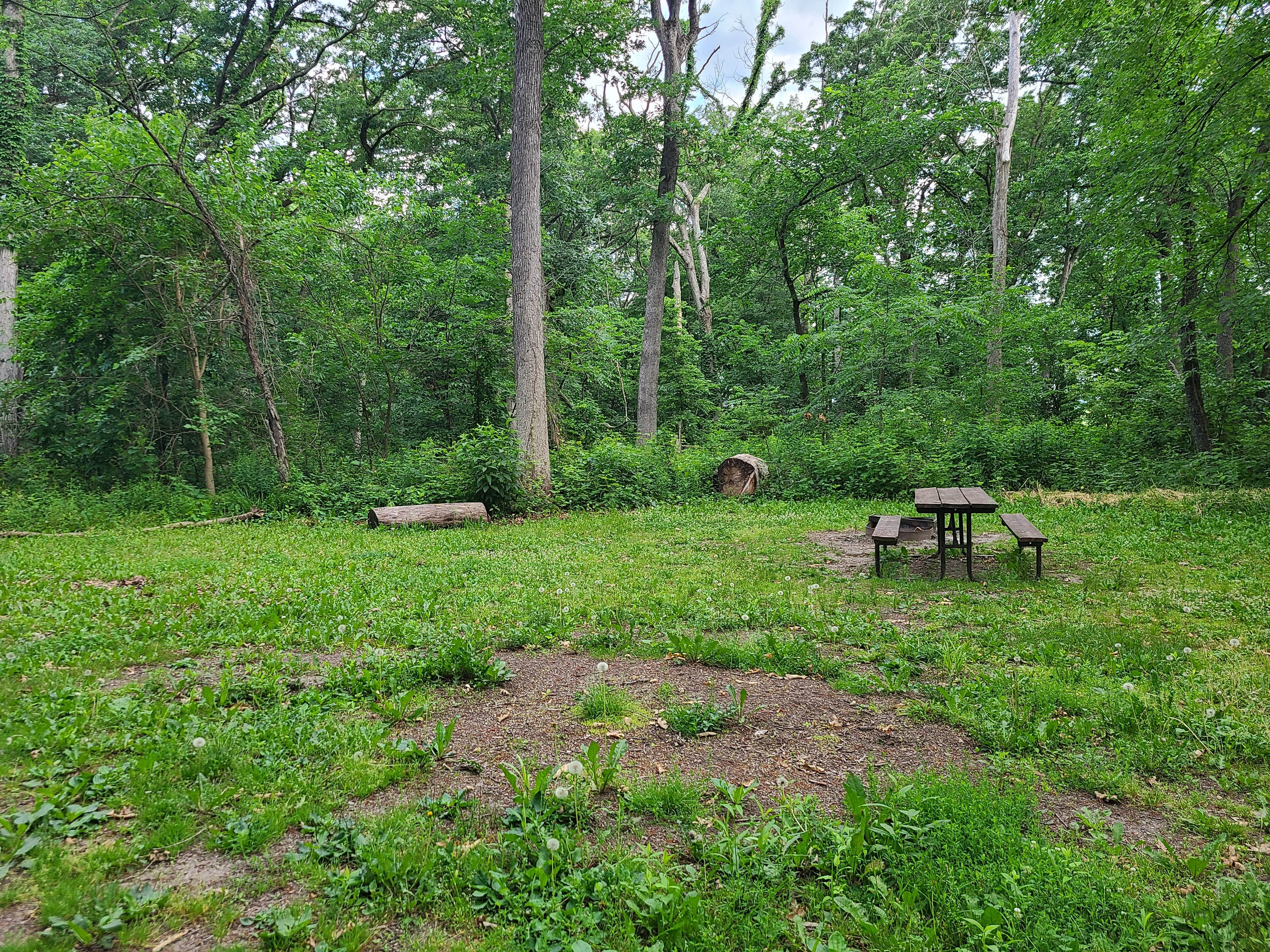 Camper submitted image from MacQueen Forest Preserve - 4