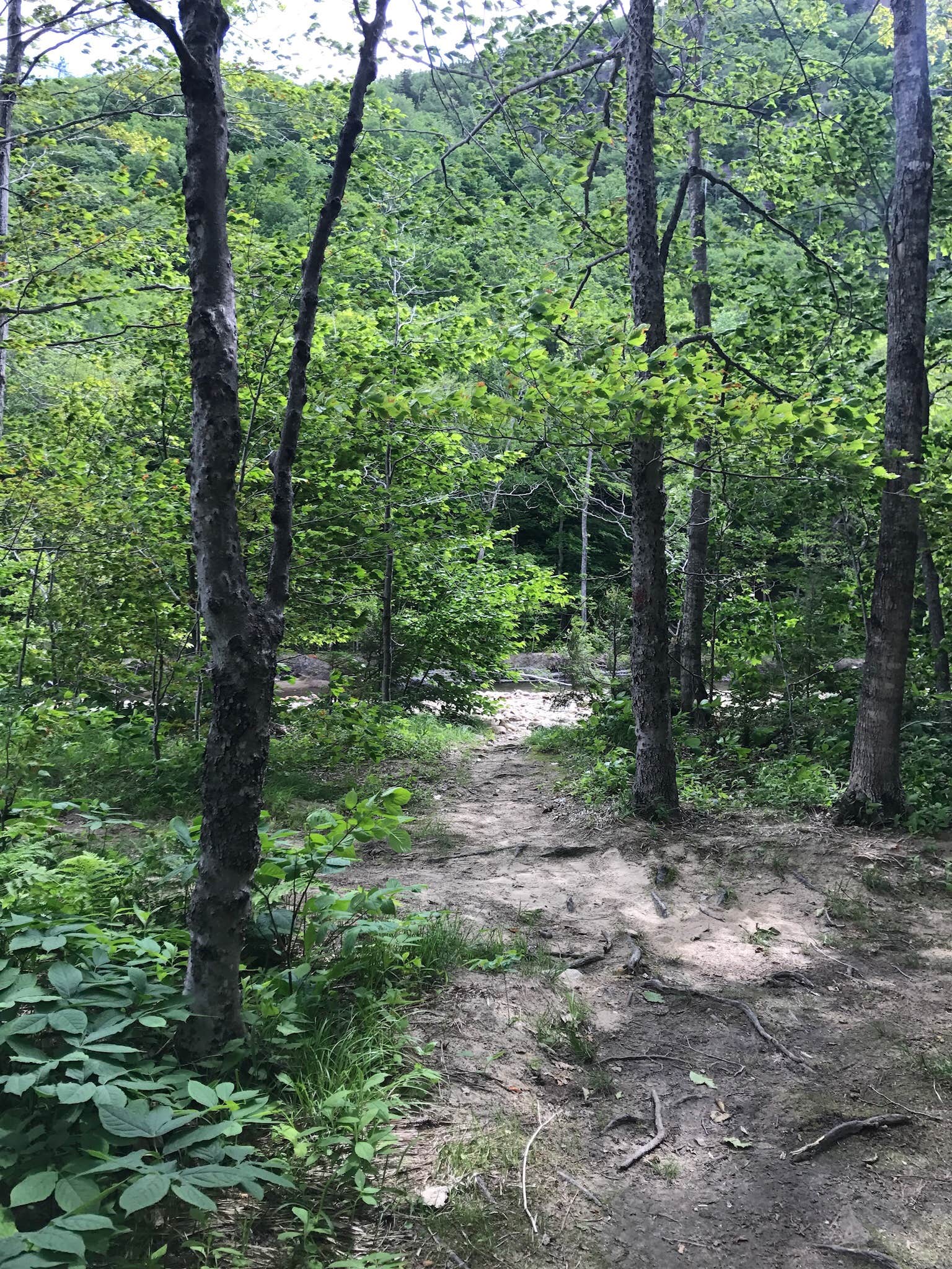 Camper submitted image from Crawford Notch Campground - 5