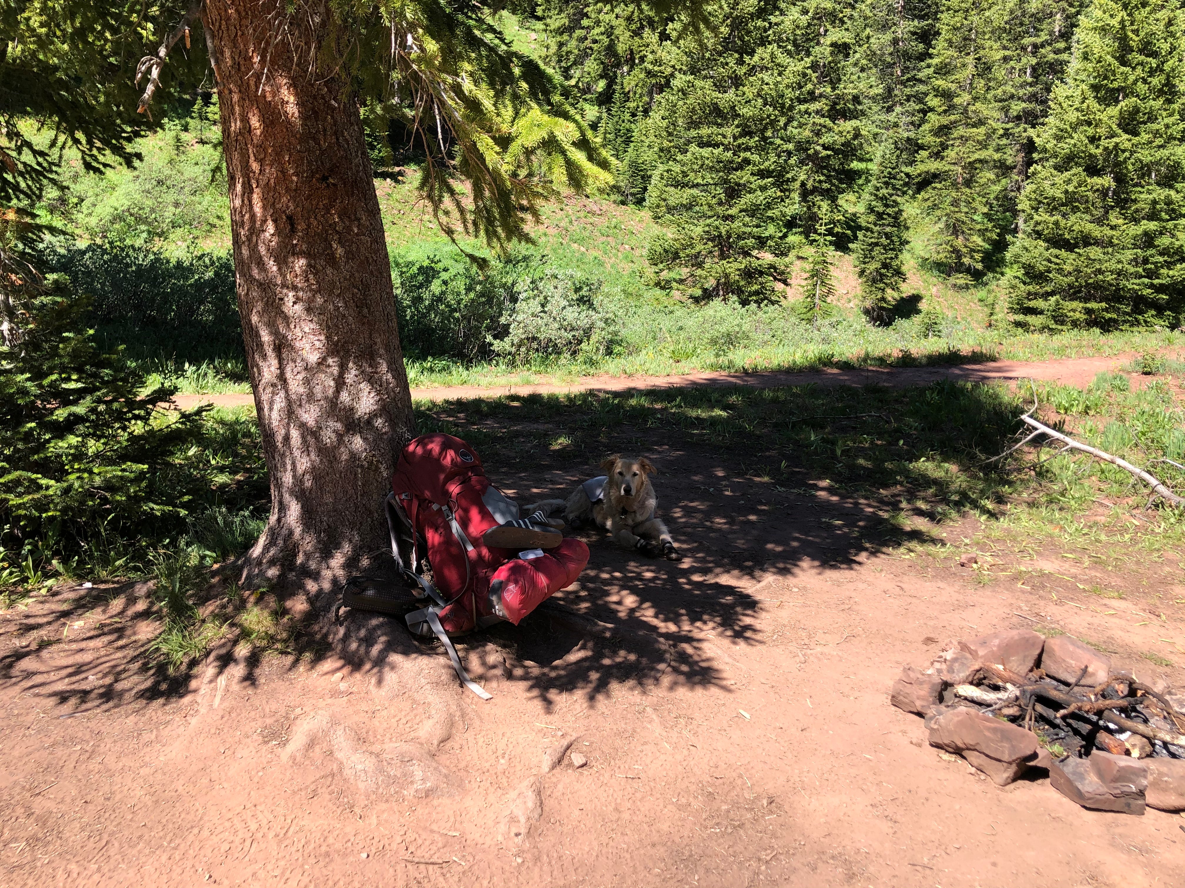 Camper submitted image from Maroon Bells-Snowmass Wilderness Dispersed Camping - 5