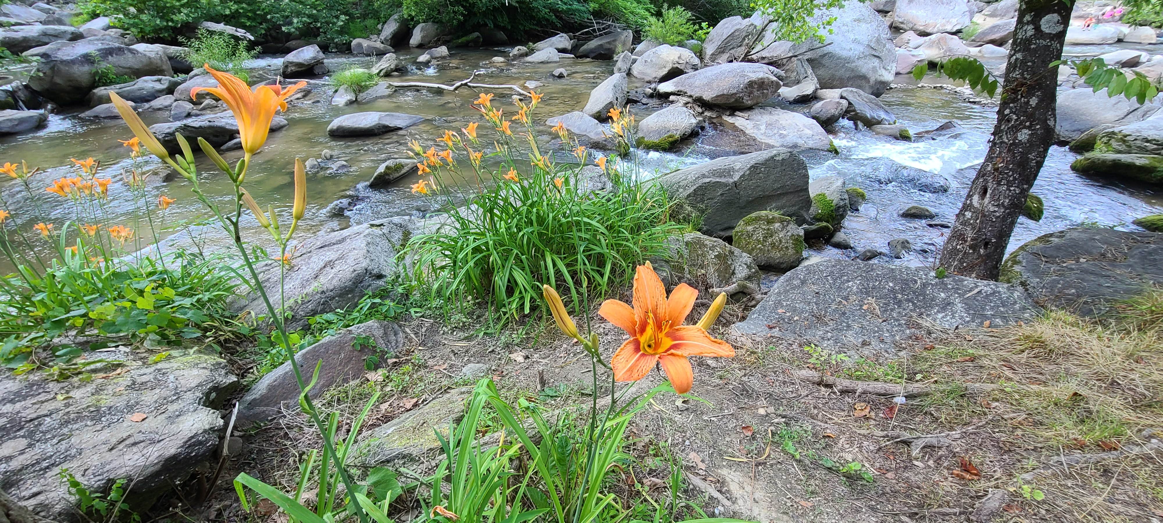 Camper submitted image from Hickory Nut Falls Family Campground - 1