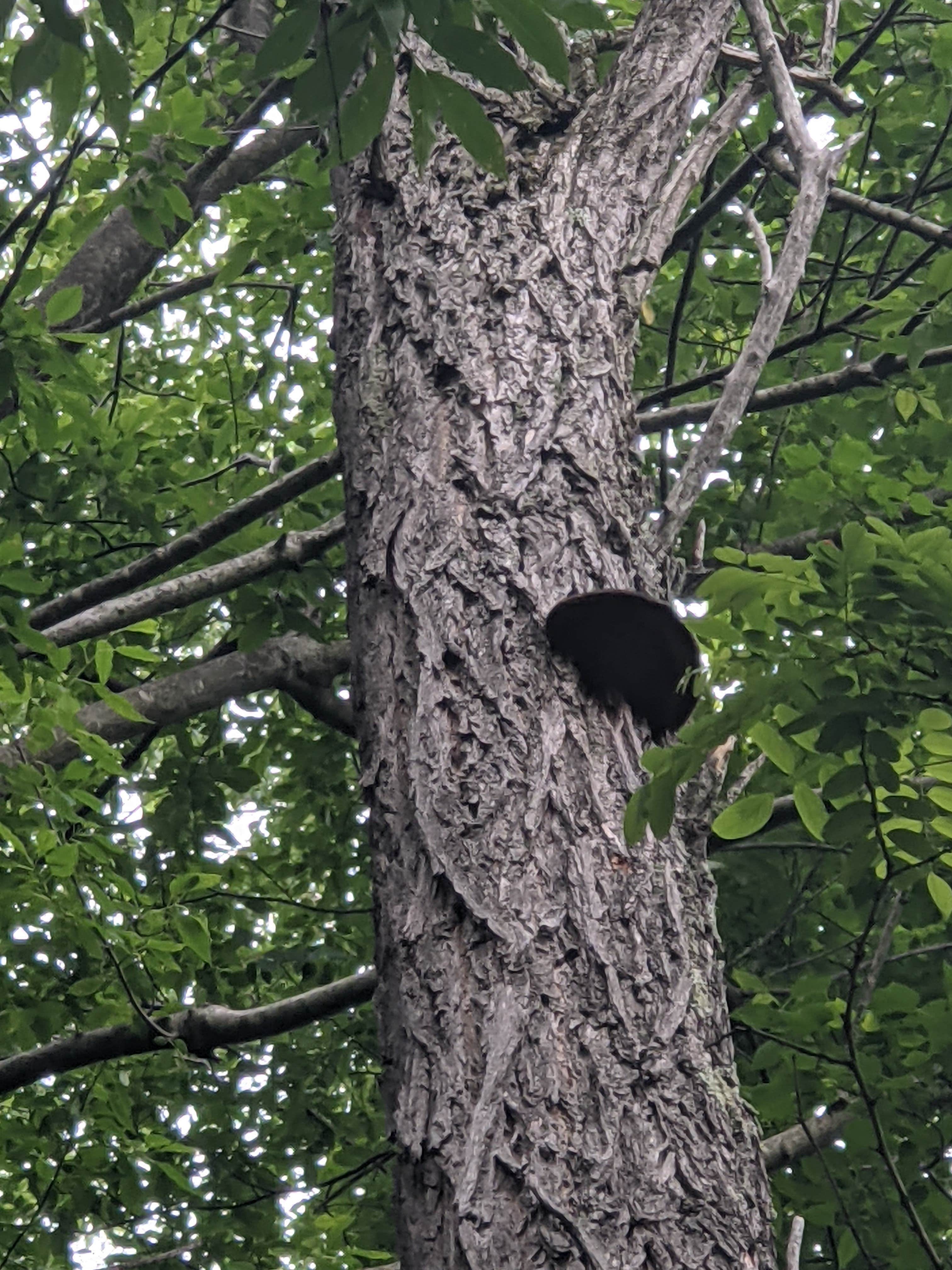 Camping near Laurel Highlands Campland: Donegal Campground, Jones Mills, Pennsylvania