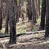 Review photo of Rolling View — Falls Lake State Recreation Area by Sharon  M., June 10, 2018