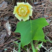 Review photo of Clarkco State Park Campground by Rebecca , June 15, 2021