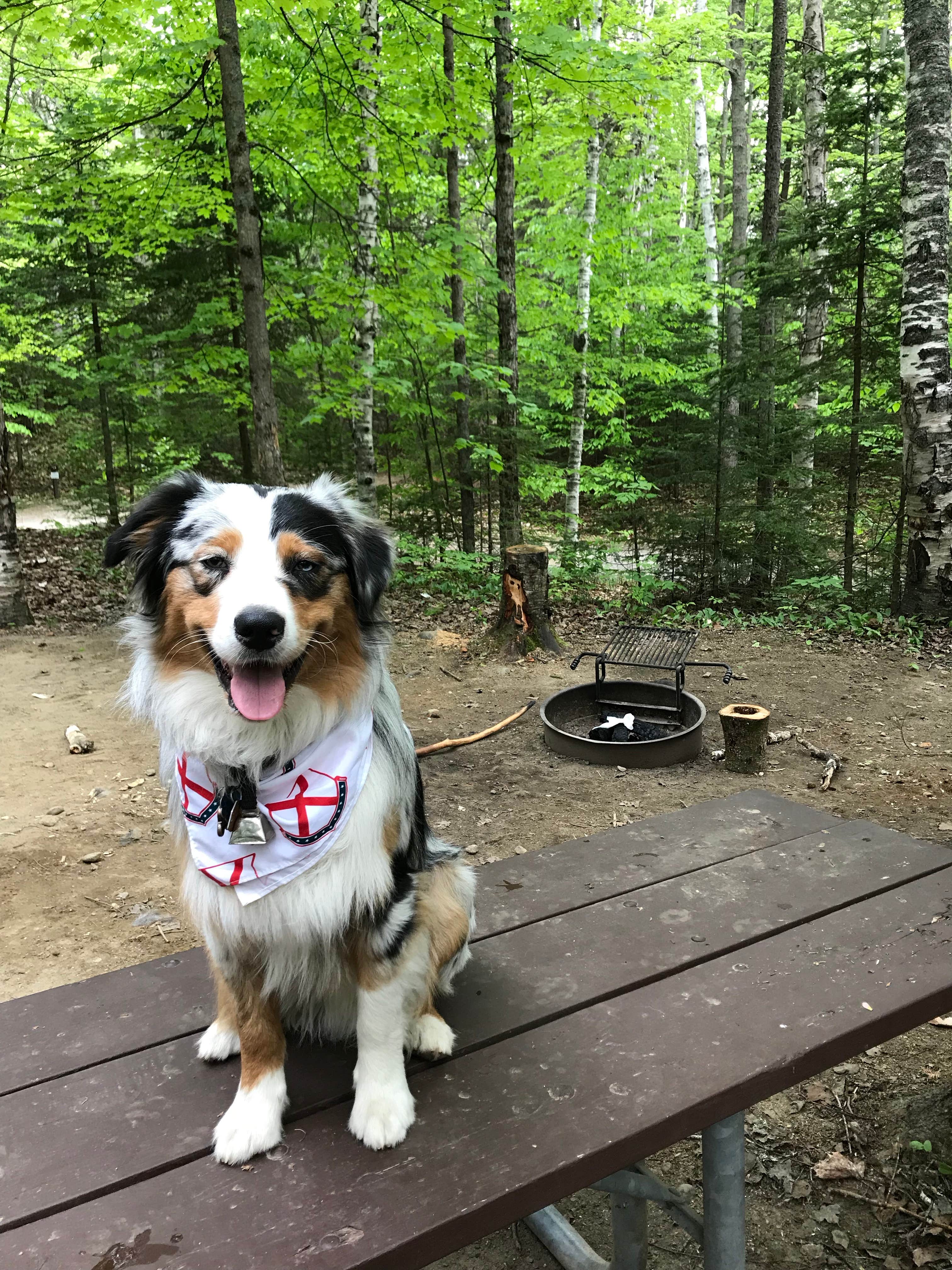 Josh R.'s photo of camping with pets at Moose Brook State Park Campground near Randolph, NH