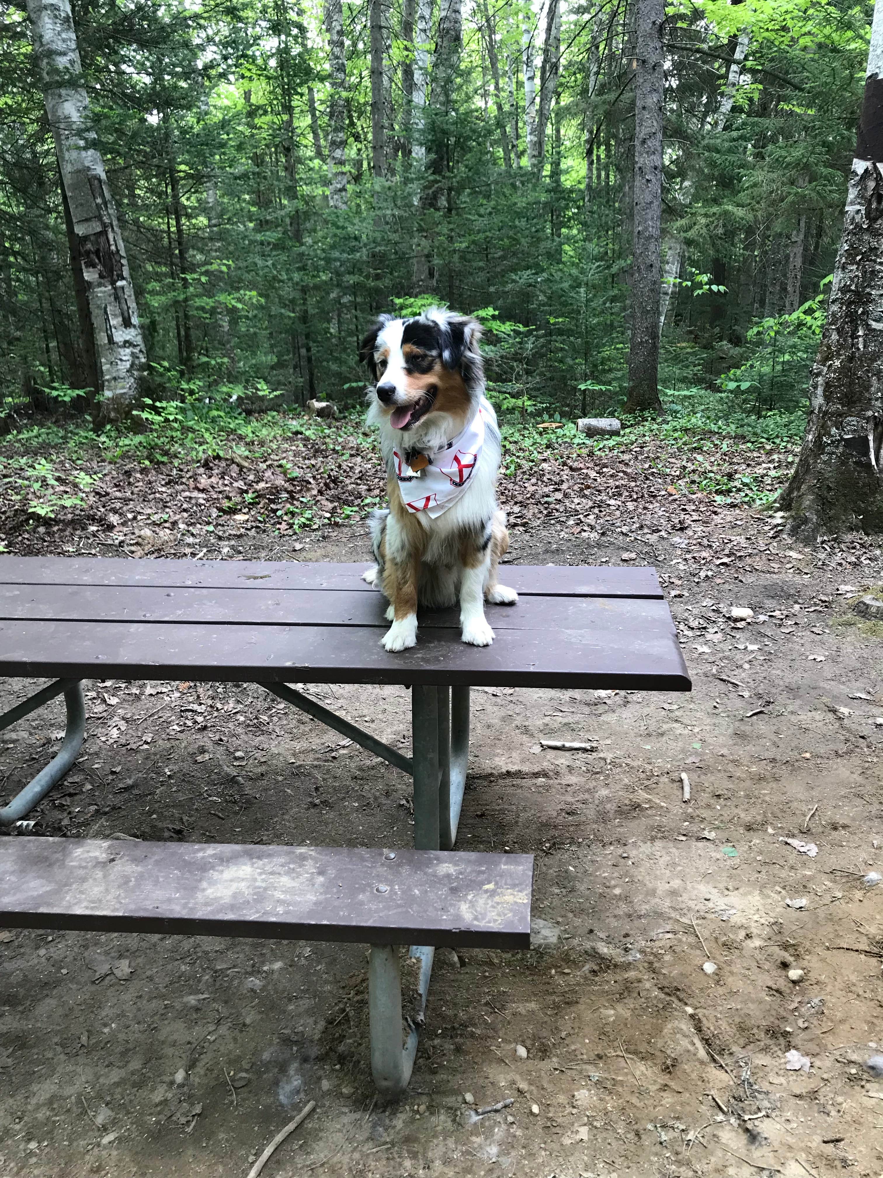 Josh R.'s photo of camping with pets at Moose Brook State Park Campground near Whitefield, NH