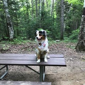 Review photo of Moose Brook State Park Campground by Josh R., June 10, 2018